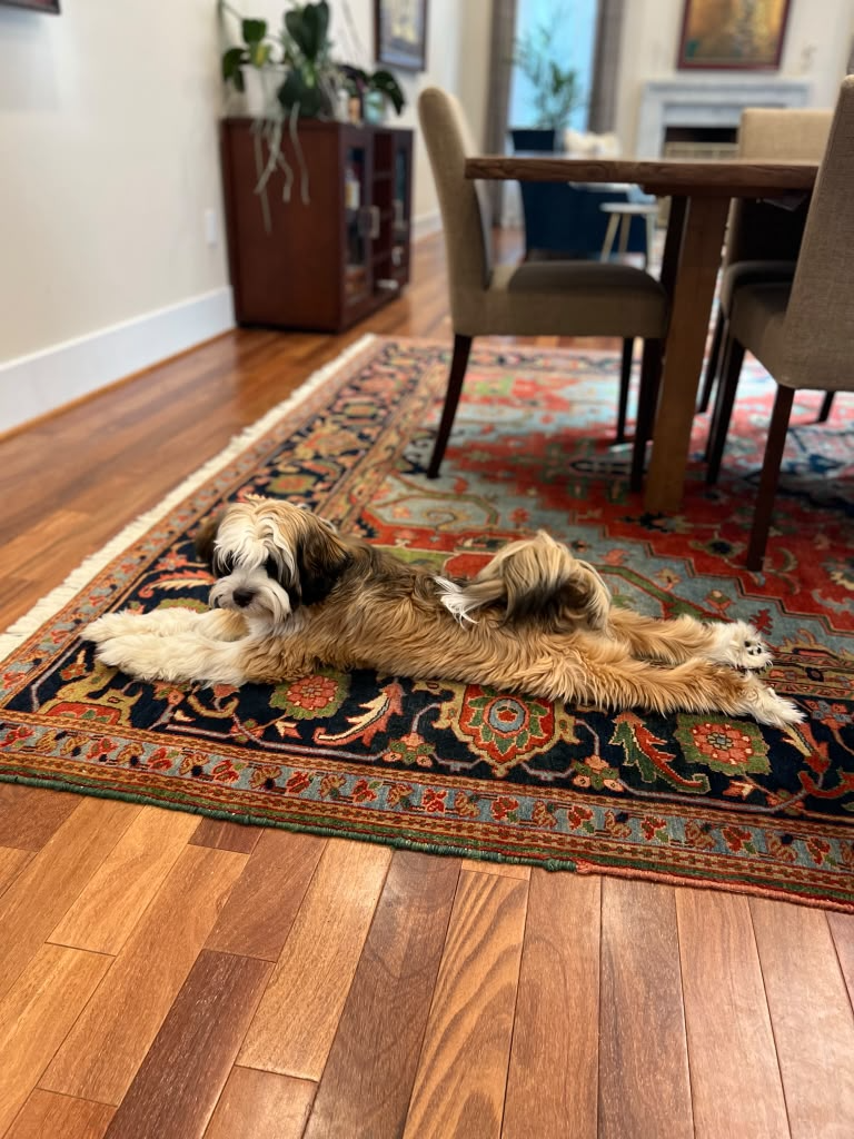 Textile specialist applying bio-enzymatic treatment for deep pet stain and odor neutralization on fine rug